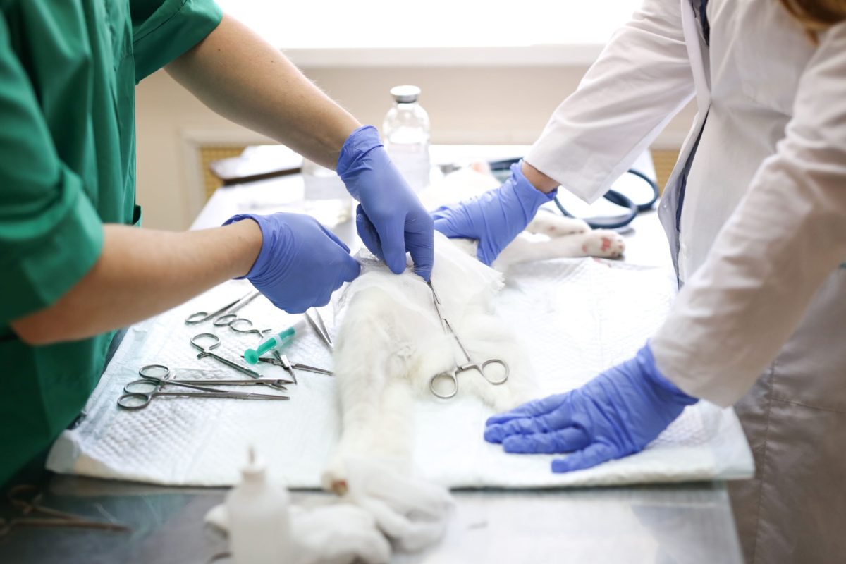 Kit de Emergência Veterinária Kit de Emergência Veterinária