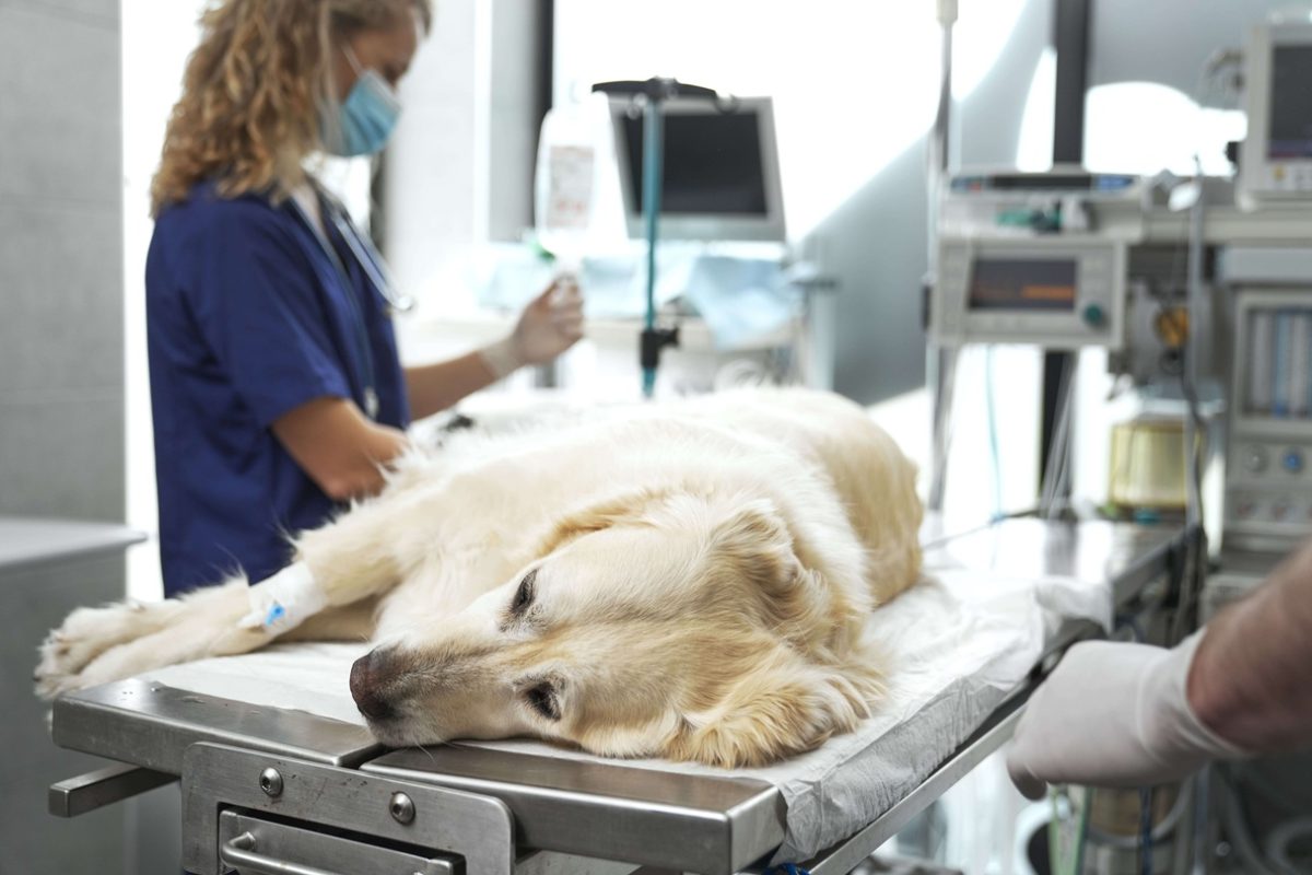 RCP Suporte Avançado RCP Suporte Avançado